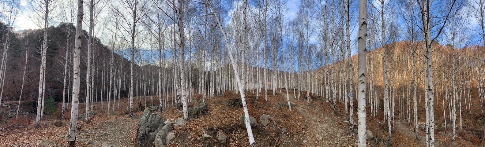 자작나무 전경.jpg