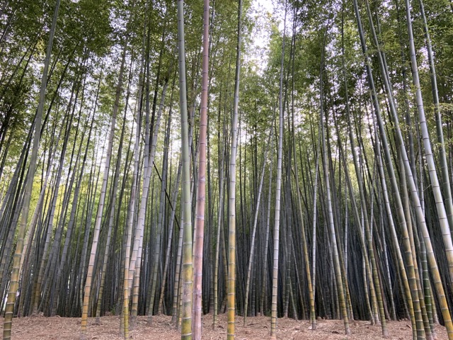 IMG_0327 중간.jpeg