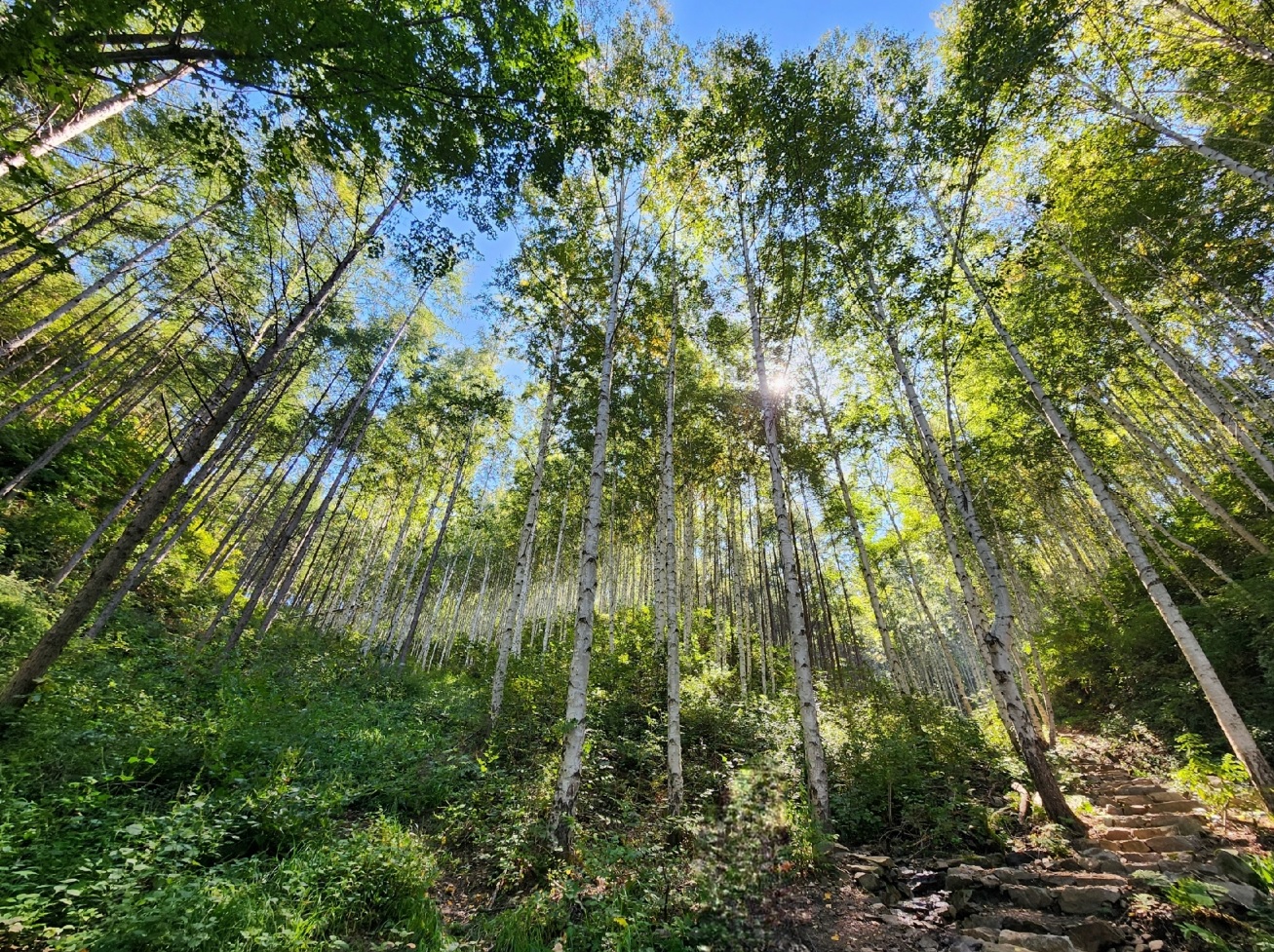 산림청1.jpg